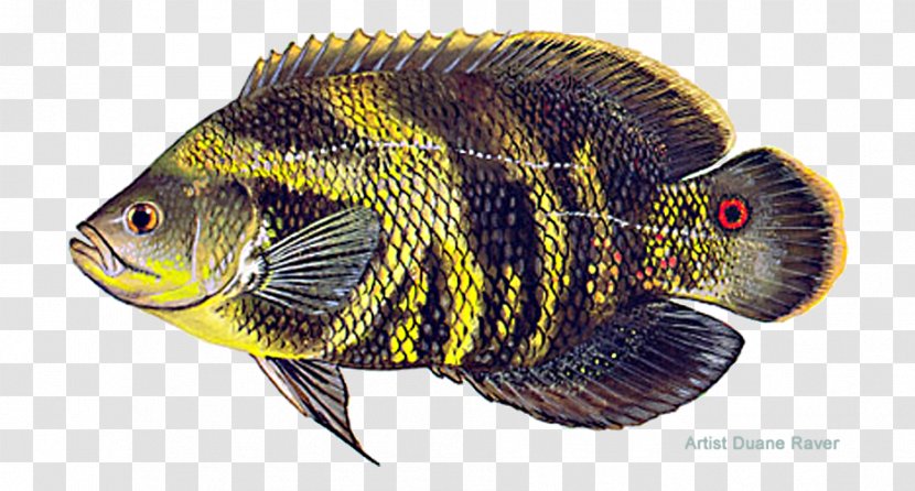 Oscar Tilapia Green Sunfish Aquarium - Fish Transparent PNG