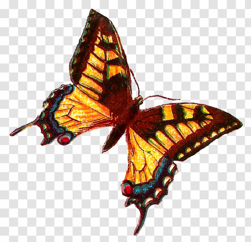 Monarch Butterfly Insect Brush-footed Butterflies Clip Art - Arthropod Transparent PNG