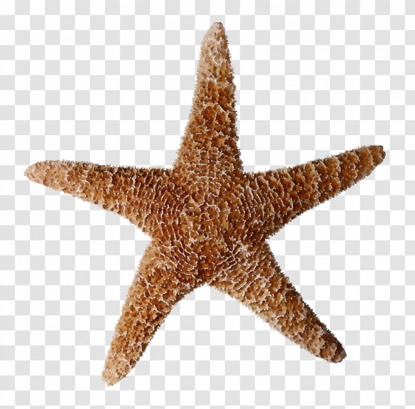 Starfish Marine Invertebrates Star - Wet Ink Transparent PNG