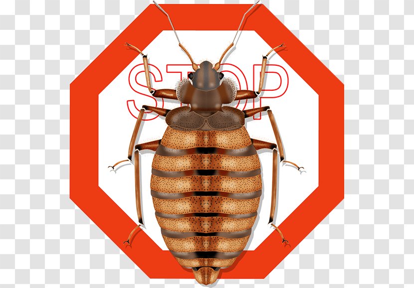 Insect Cockroach Ant Bug Exterminator Pest Control Transparent PNG