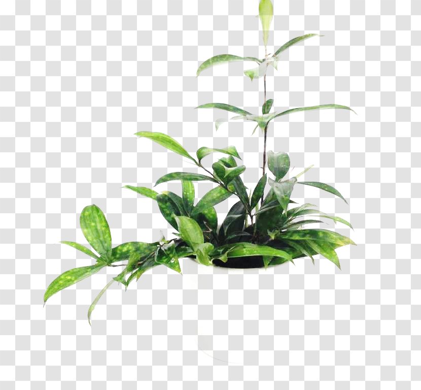 Leaf Flowerpot Houseplant Plant Stem Tree Transparent PNG