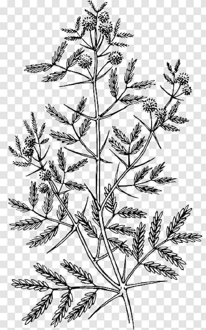 Acacia Drawing Vector Graphics Clip Art Image - Plant Stem - Flower Transparent PNG