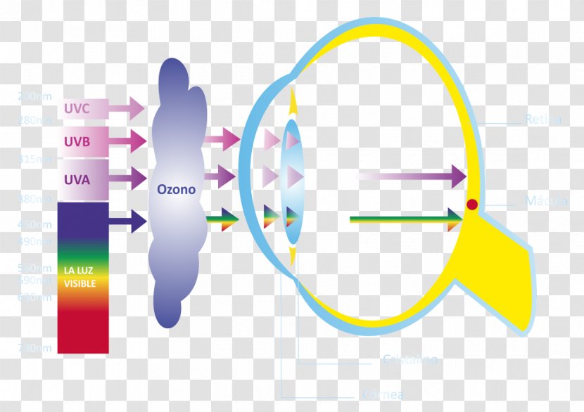 Light Absorption Eye Optics Ultraviolet - Logo - Retina Transparent PNG
