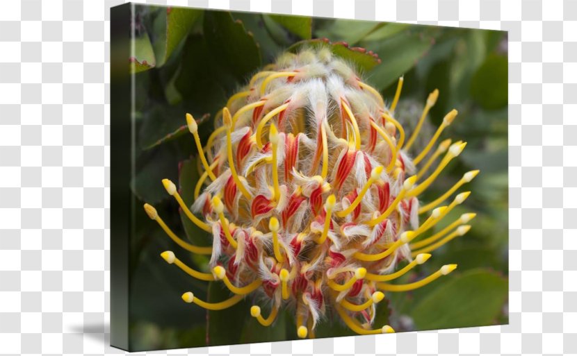 Sugarbushes Spider Flower Close-up - Closeup Transparent PNG