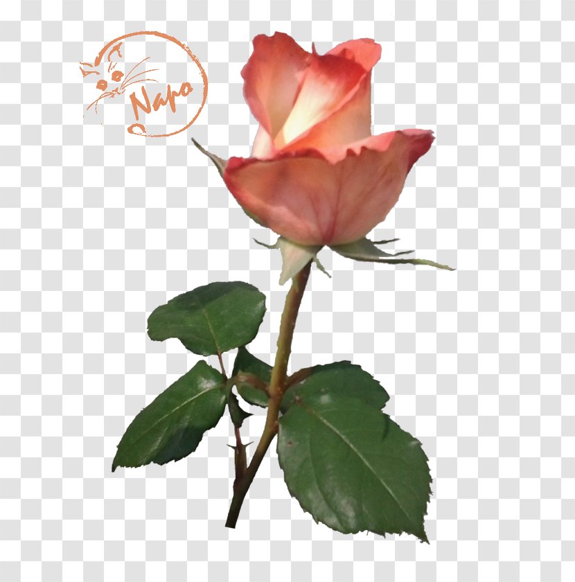 Garden Roses Cabbage Rose China Floribunda - Tuberose Transparent PNG