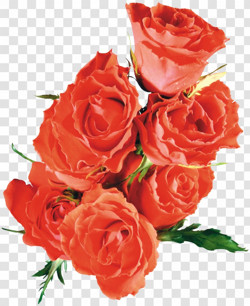 Beach Rose Flower Garden Roses If(we) - Rosa Centifolia - Red Transparent PNG