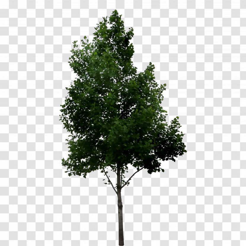 Fir Shrub Tree Oak River Birch - Jack Pine - Leaf Transparent PNG