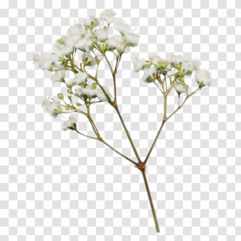 Flower Plant Valerian Cut Flowers Hydrangea Transparent PNG