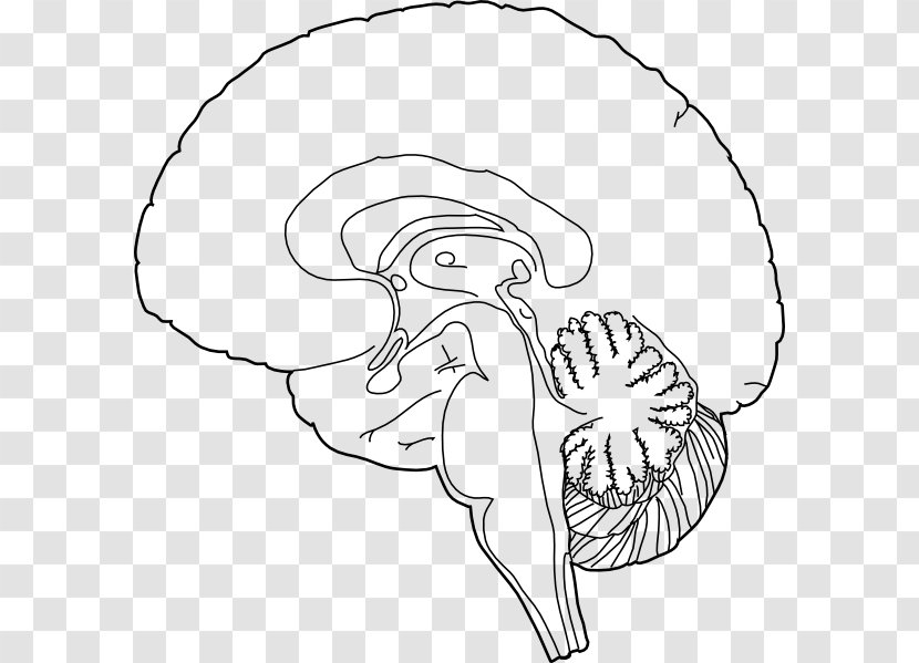 Human Brain Clip Art - Heart Transparent PNG