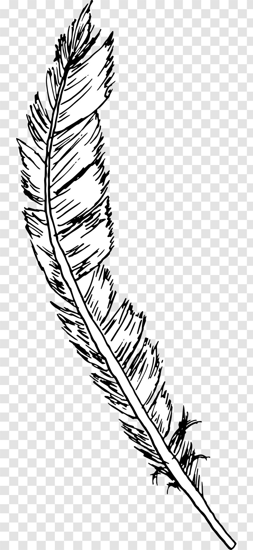 Drawing Line Art Feather - Coloring Book - Falling Feathers Transparent PNG