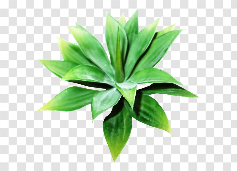 Plant Leaf Agave INAV DBX MSCI AC WORLD SF - Inav Dbx Msci Ac World Sf - Suculent Transparent PNG
