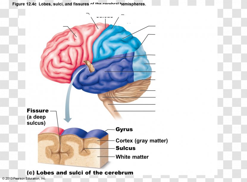 Cerebral Hemisphere Sulcus Lobes Of The Brain Gyrus - Heart Transparent PNG