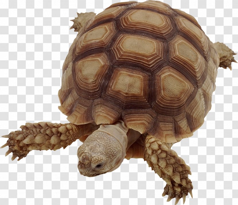 Box Turtle Common Snapping Tortoise Turtles - Organism Transparent PNG