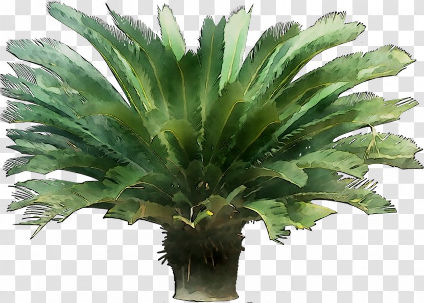 Palm Trees Leaf - Tree Transparent PNG