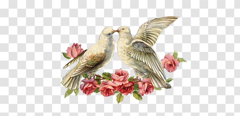 Wedding Invitation Cloth Napkins Pigeons And Doves Paper - Greeting Note Cards Transparent PNG