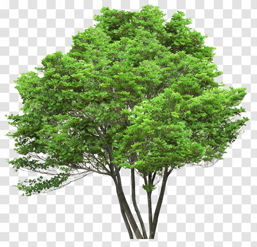 Tree Oak Pine Arecaceae Stock Photography - Shrub - Bushes Transparent PNG