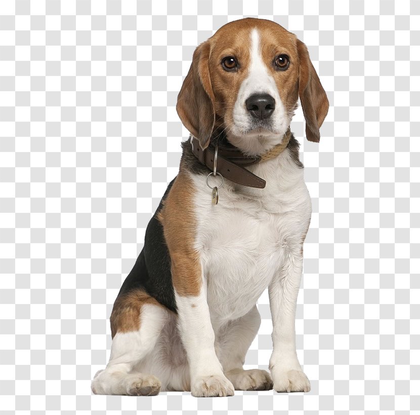 Beagle Chihuahua Pet Sitting Dog Walking - Finnish Hound - Do Not Catch The Tongue Of Transparent PNG