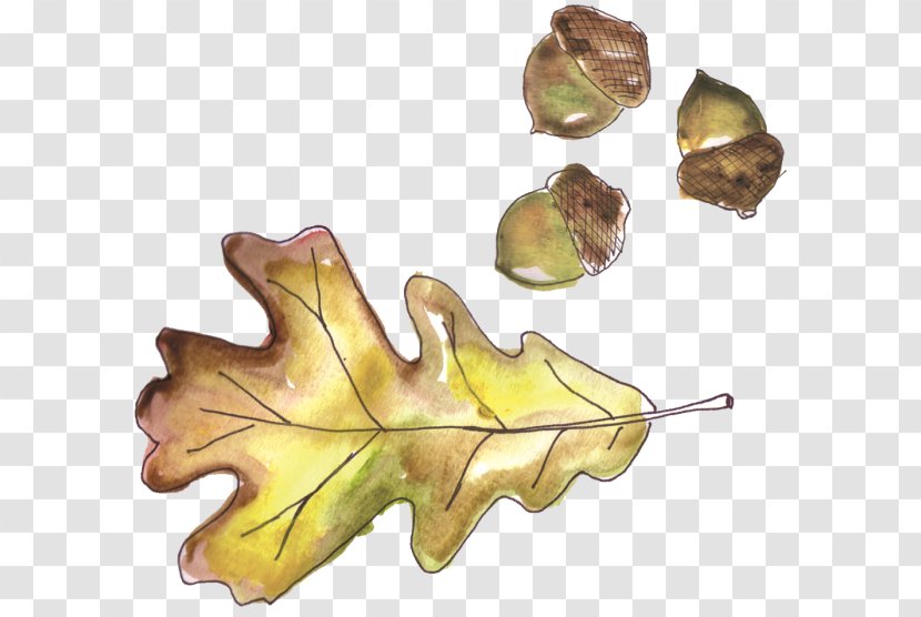 Acorn Oak Leaf Knitting - Grand Theft Auto V Transparent PNG