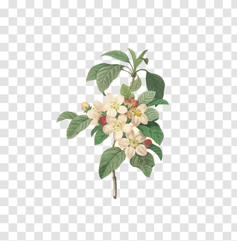 Choix Des Plus Belles Fleurs Pierre-Joseph Redoutxe9 (1759-1840) Painting Printmaking - Flowering Plant - Hand-painted Exquisite Apple Flowers Transparent PNG