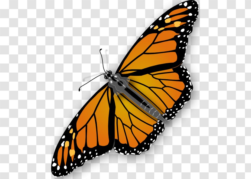 Butterfly Clip Art - Arthropod - Free Pictures Transparent PNG
