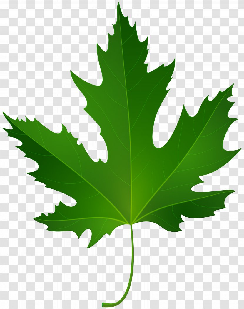 Maple Leaf Green Clip Art - Plane Tree Family Transparent PNG