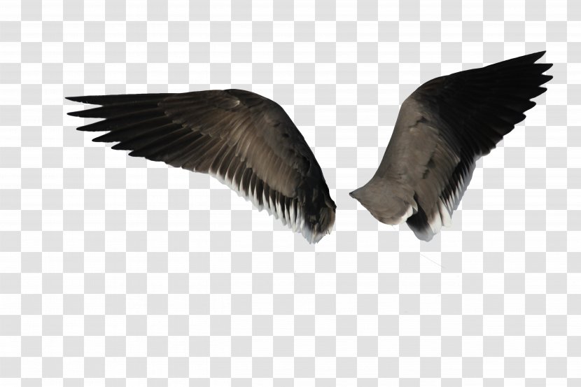 Bird Angel Wing - Tail - Wings Transparent PNG