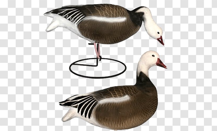 Snow Goose Duck Decoy - Beak Transparent PNG