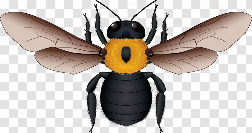 European Dark Bee Honey Yellow Black Apidae - And Vector Material Transparent PNG