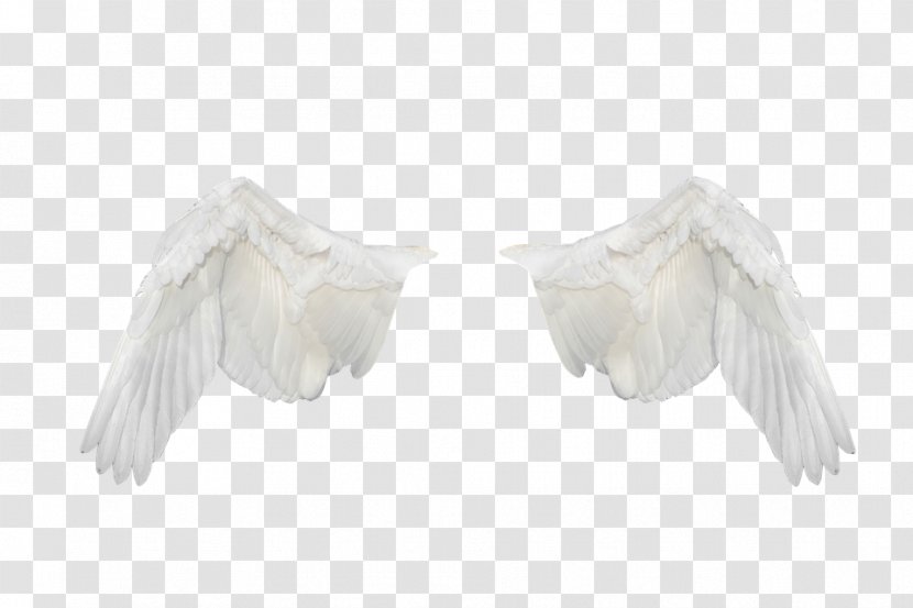Neck - Wing - Ave Mamiferos Transparent PNG