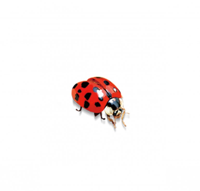 Ladybird Insect - Orange - Ladybug Transparent PNG