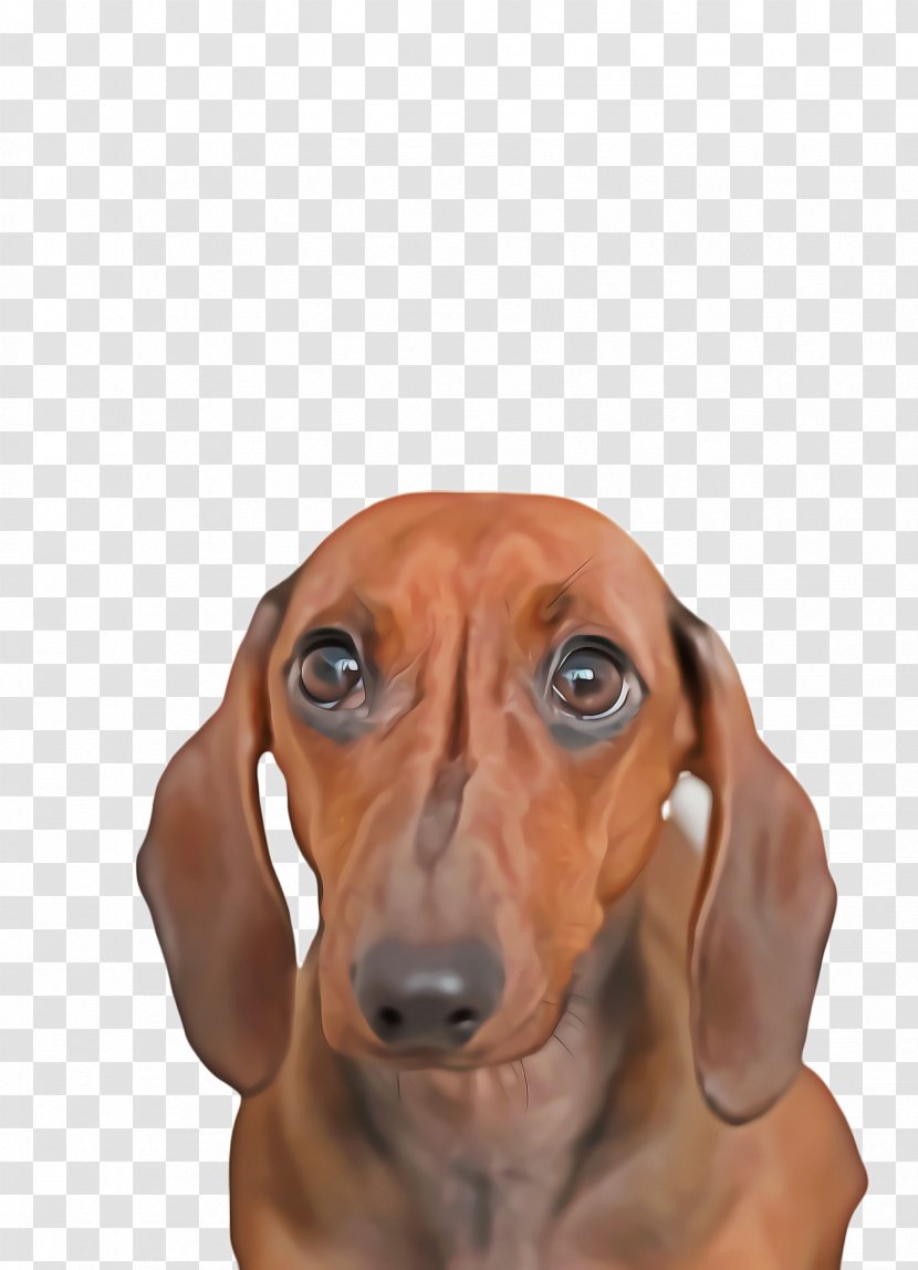 Cute Cartoon - Vizsla - Fawn Transparent PNG