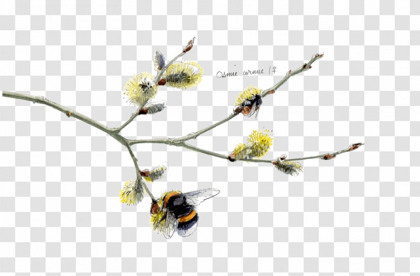 Twig Insect Plant Stem Flowering - Tree Transparent PNG