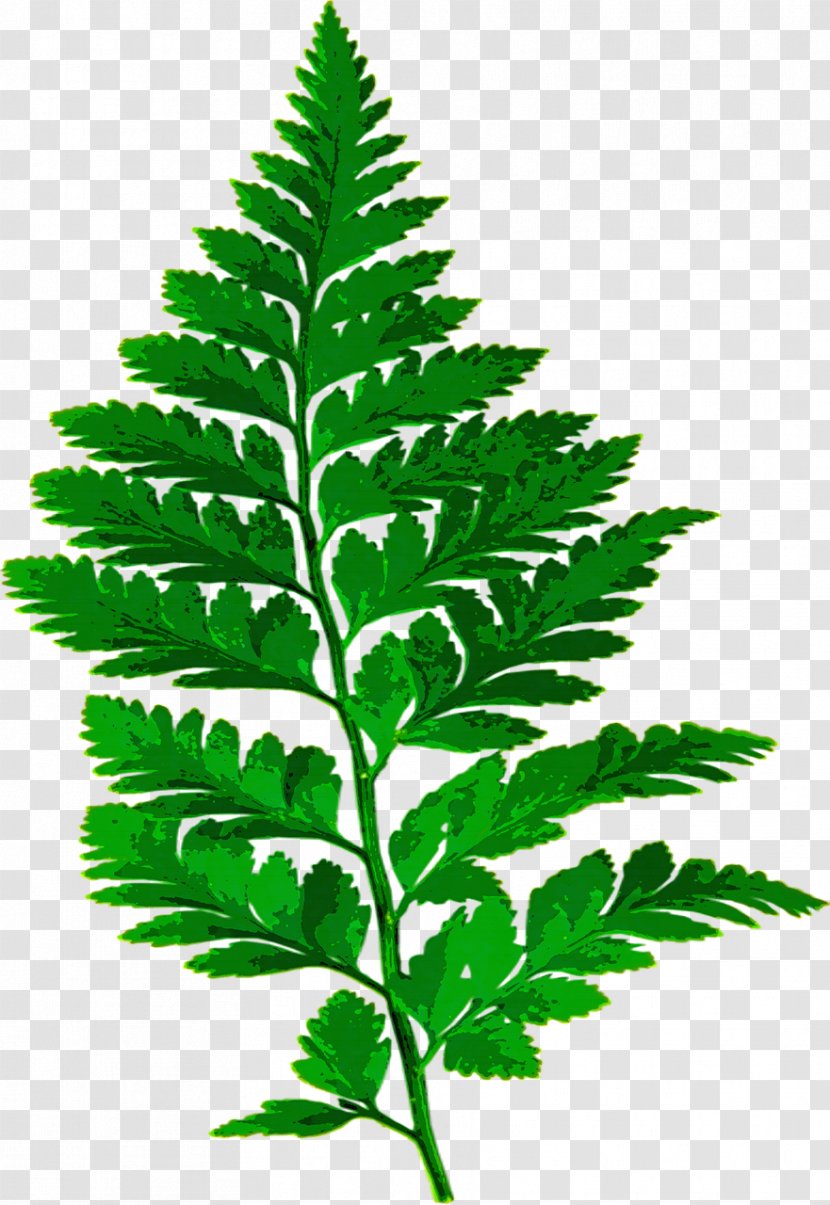 Fern Leaf Frond - Herbalism Transparent PNG