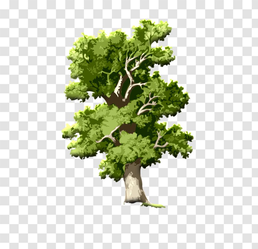 Tree Oak Root Clip Art - Plant Transparent PNG