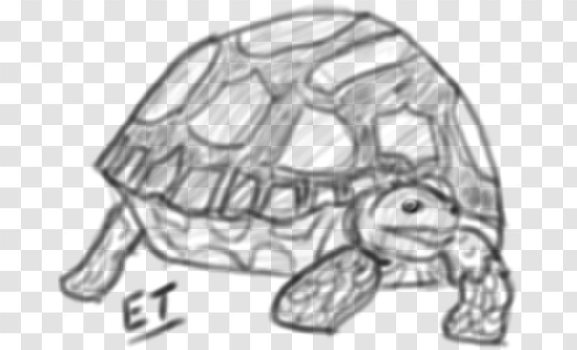 Tortoise Turtle Drawing 0 Sketch - Black And White Transparent PNG