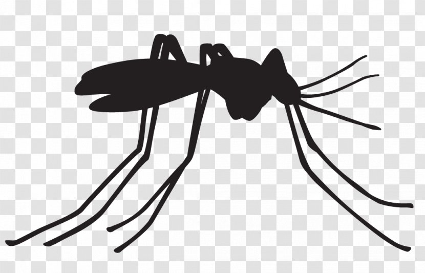 Dengue Fever Vector Mosquito Control Malaria Mosquito-borne Disease Transparent PNG