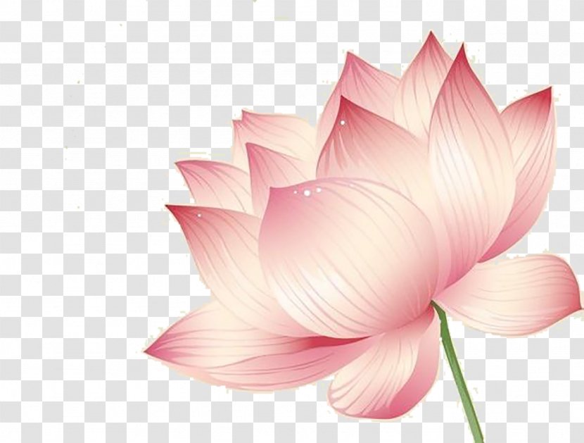 Nelumbo Nucifera Lotus Effect Flower Euclidean Vector - Rose Family Transparent PNG