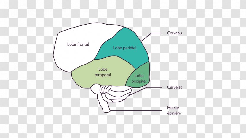 Human Brain Chemistry Visual Perception - Text Transparent PNG