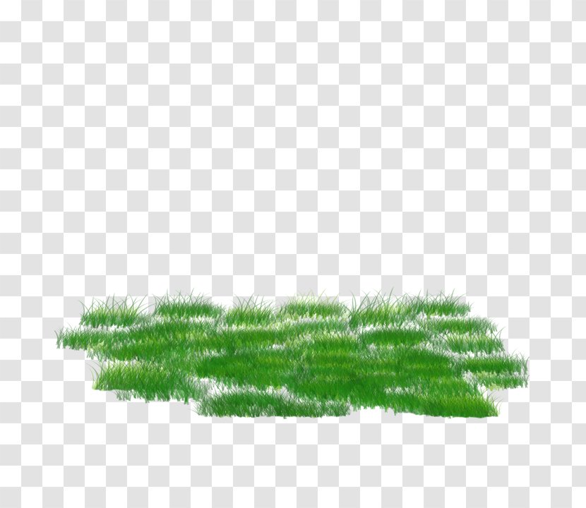 .net - Grass - Sa Kj Gardiner Transparent PNG