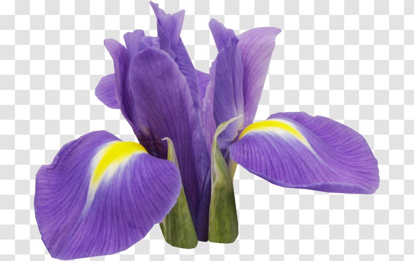 Orris Root Irises Flower - Flowering Plant Transparent PNG