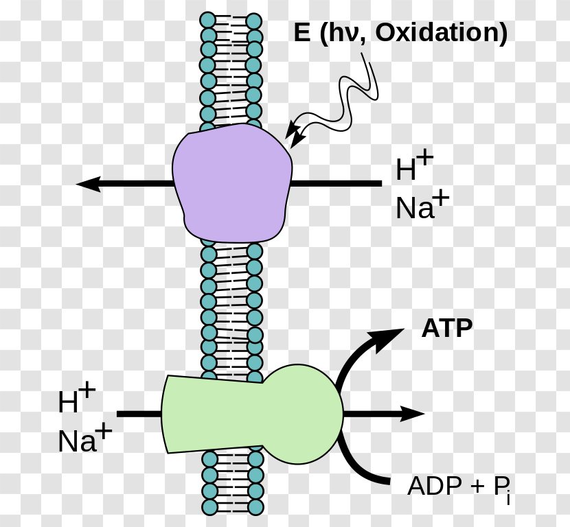 Chemiosmosis Phosphorylation Energy Diffusion - Cell Membrane Transparent PNG