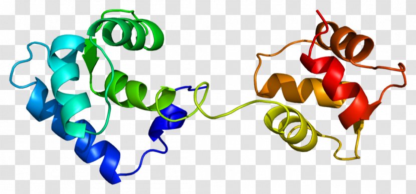 Troponin C Type 1 Skeletal Muscle Cardiac - Silhouette - Tree Transparent PNG