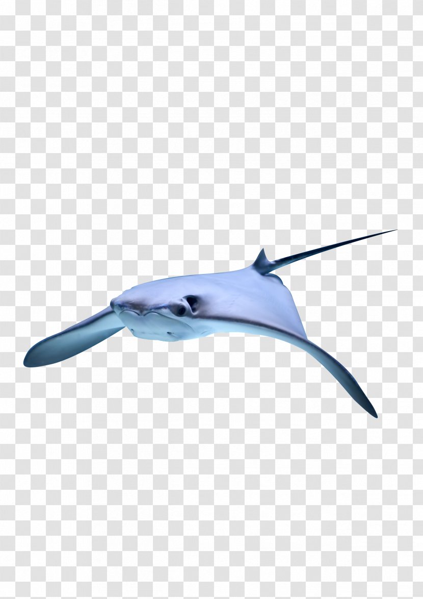 Fish - Blue - Sky Transparent PNG