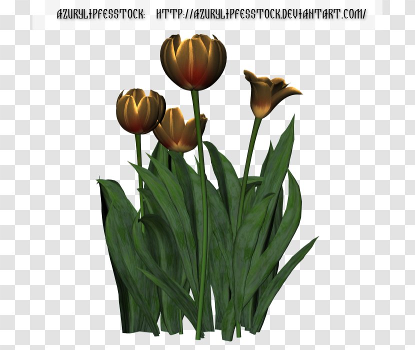 Tulip Cut Flowers Plant Stem Chomikuj.pl - Liliaceae - Tulips Transparent PNG