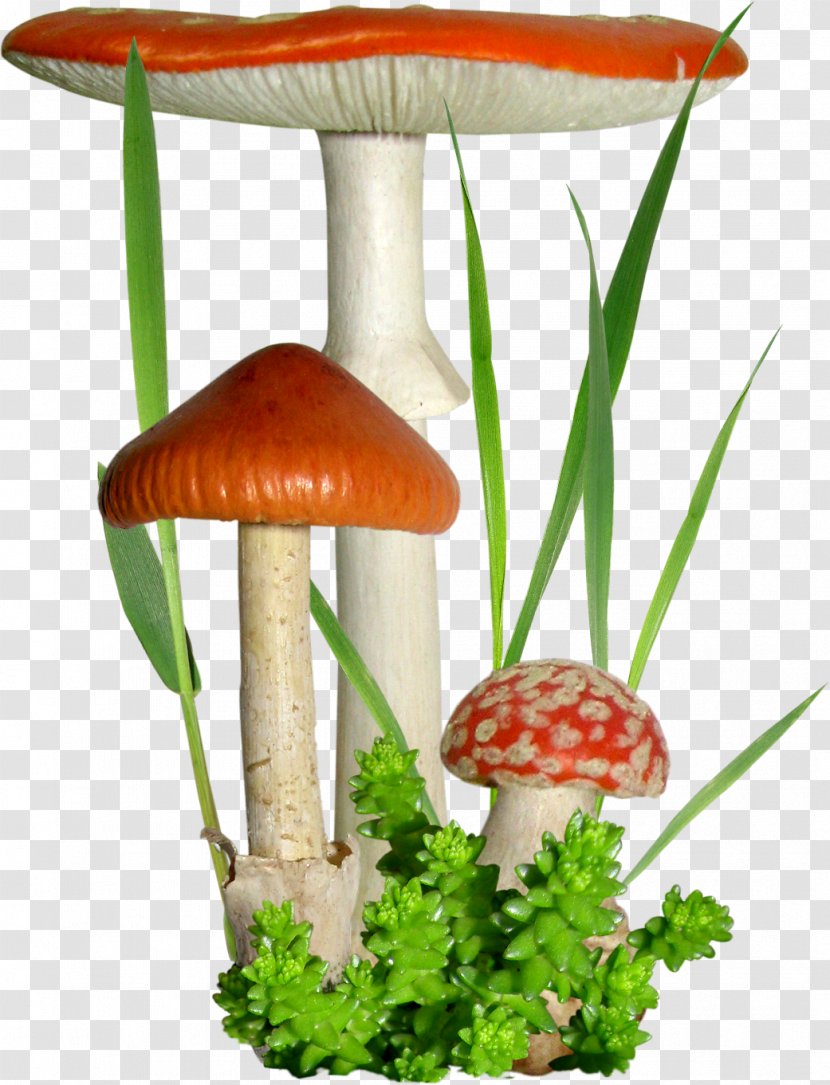 Mushroom Fungus Flower Clip Art Transparent PNG