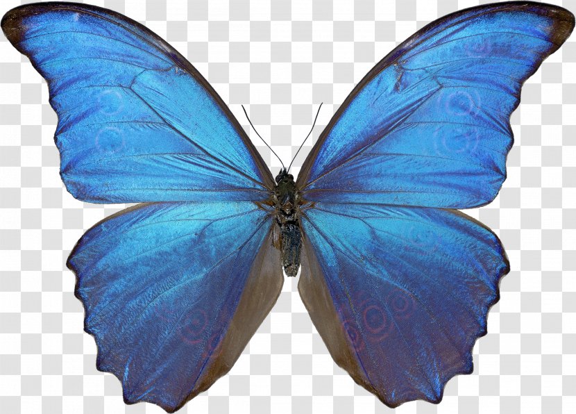 Butterfly Morpho Menelaus Wing Morphinae Insect - Moth - Image Transparent PNG