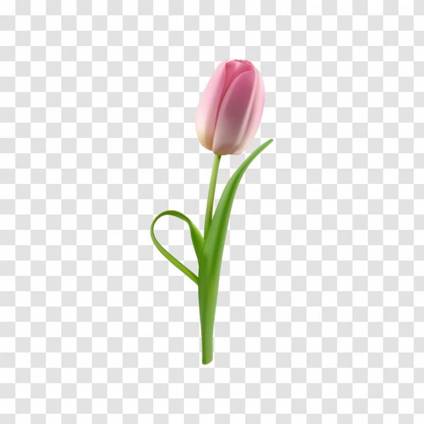 Tulip Flower Petal - Pink Transparent PNG