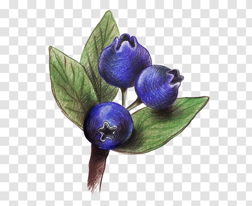 Drawing Blueberry Colored Pencil - Art - Blueberries Transparent PNG