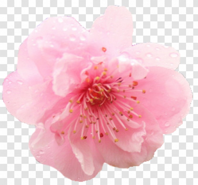 Cherry Blossom Flower - Sprinkle Flowers To Celebrate Transparent PNG