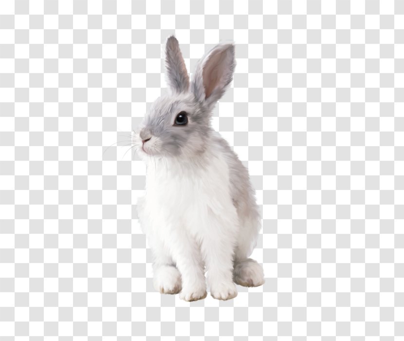 Rabbit Hare Clip Art - Whiskers Transparent PNG